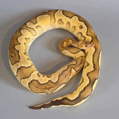 Arroyo Fire Clown Ball Python - female for sale from Dragons Llab
