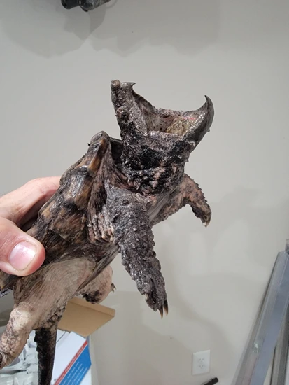 Juvenile AST Snapping Turtle by A&BExotics