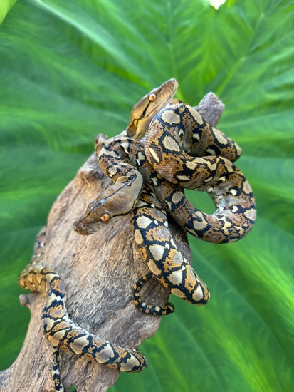 1.1 DH Ocelot / Purple-Indo Caramel Reticulated Python by A&BExotics