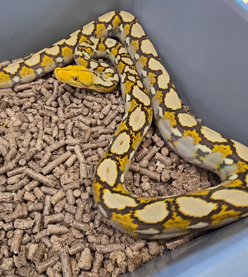Indo Caramel Het Ocelot Female Reticulated Python by A&BExotics