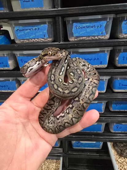 1.0 Ocelot Ph Albino Reticulated Python by A&BExotics