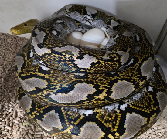 Multi Proven F1 Import DH Albino Ocelot Reticulated Python by A&BExotics