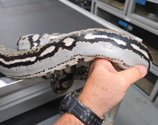 Breedable Ocelot Het Purple/ Indo Reticulated Python by A&BExotics