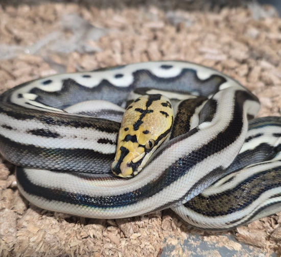 Tiger Ocelot 100% Het White/ Indo Caramel Reticulated Python by A&BExotics