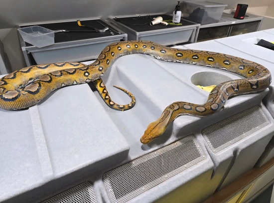 Sunfire DH Orange Ghost Stripe Ocelot Male Reticulated Python by A&BExotics