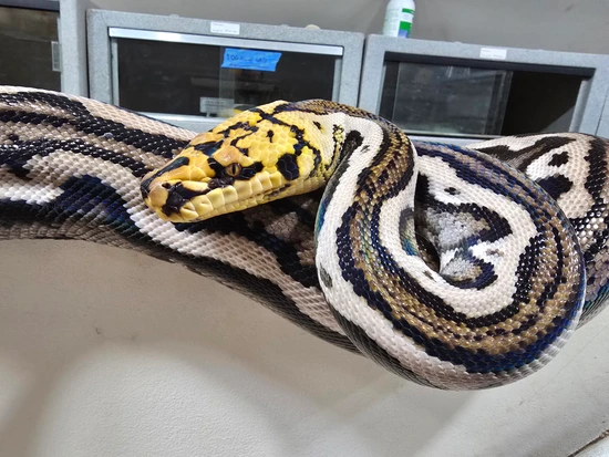 Tiger Ocelot Het Albino/Indo Reticulated Python by A&BExotics