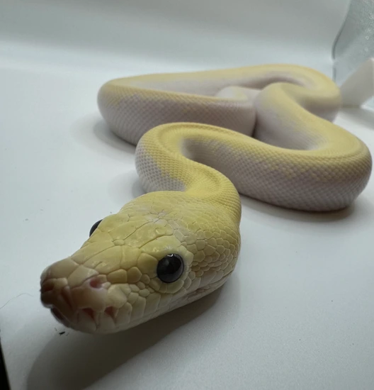 Ivory Burmese Python by Aubries Exotics