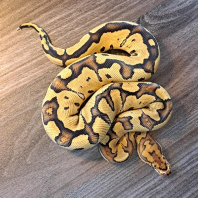 Gravel Or Specter Clown