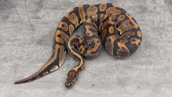 Confusion Ball Python by Aura