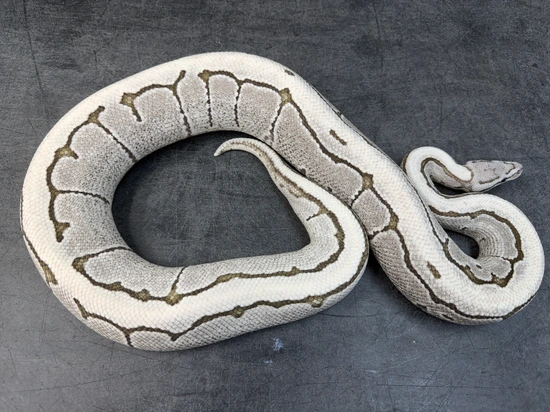 Pinstripe Desert Ghost VPI Axanthic Ball Python by Aura