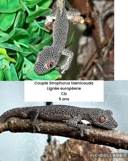 Couple Strophurus More Gecko by Authentic Reptiles