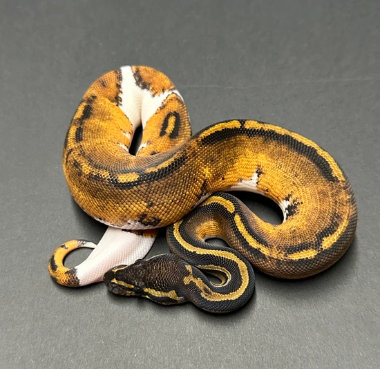 Black Head Piebald Het Lavender Albino Ball Python by Medusa’s Serpents