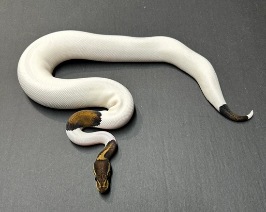 Black Pastel Piebald Het Albino Ball Python by Medusa’s Serpents