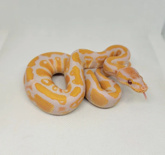 Lavender 50% Het Pied Ball Python by AW Reptiles