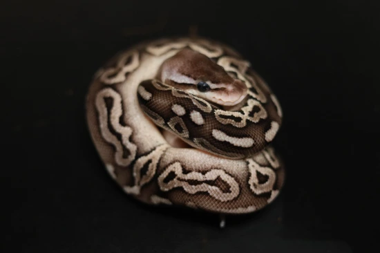 2025 Pewter Fire Ball Python by Sons & Scales Serpents