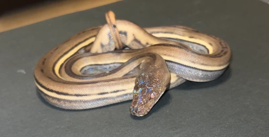 Titanium Royal Python GS 100% HET Titanium Reticulated Python by Total Domination Reptiles