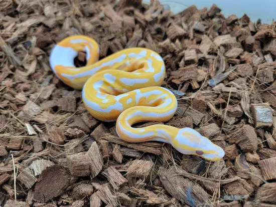 Dreamsicle Ball Python by B. McEver Reptiles