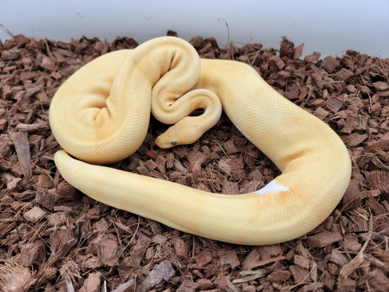 Subadult Pinstripe Dreamsicle Ball Python by B. McEver Reptiles