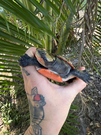 4 Inch - Pink-bellied Sideneck Side-Necked Turtle by Brew Crew Turtle Bar