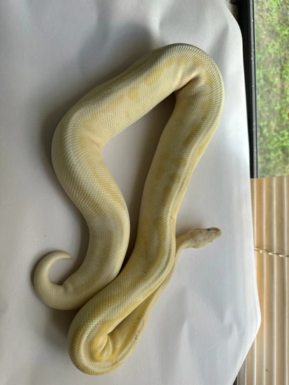 Banana OD Fire Leo Pastel Calico 100% Het Pied Ball Python by Serpent ...