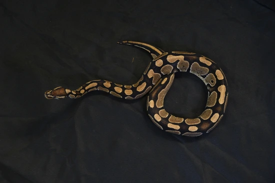 'Sammy' Adult Female Normal Ball Python by Badgerland Reptile Rescue