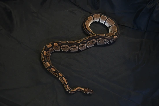 'Riddler' Adult Male Normal Ball Python by Badgerland Reptile Rescue