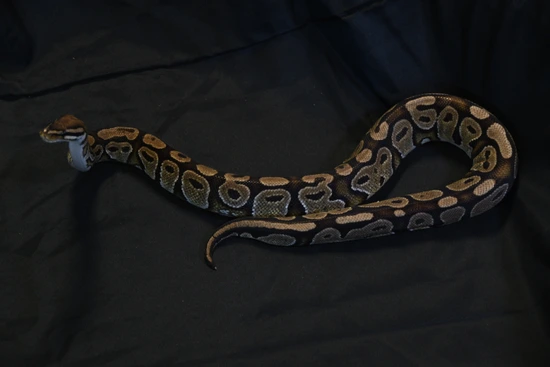 'Joker' Adult Male Normal Ball Python by Badgerland Reptile Rescue