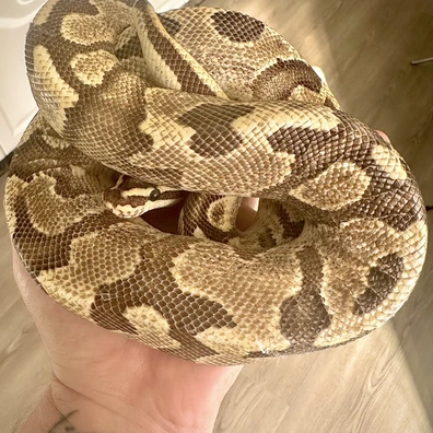 Fire Enchi 66% Hypo