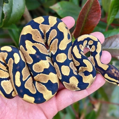 Yellowbelly OD 100% Het Clown 66% Het TSK Axanthic