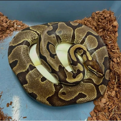Enchi 100% Het Monarch / Proven Breeder