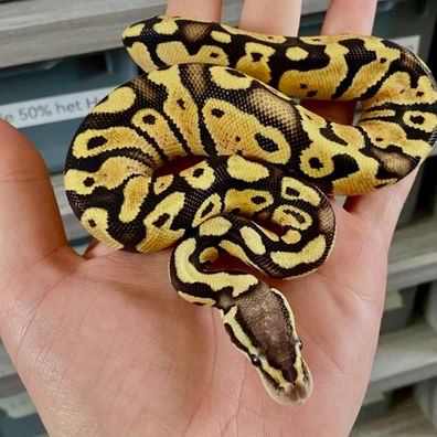 Pastel Fire 100% Het Puzzle 50% Het Hypo