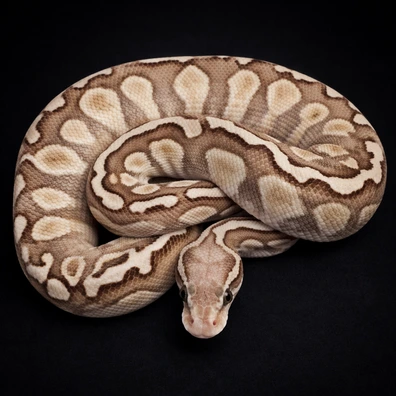 Pastel GHI Lesser