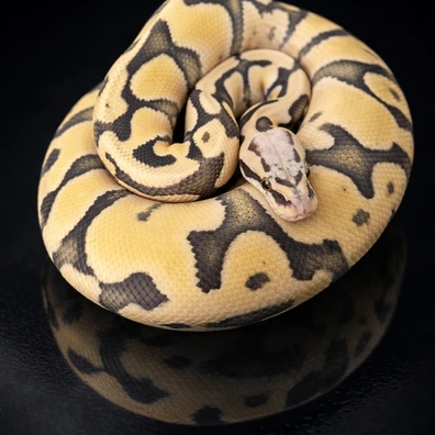 Pastel Spotnose DG - Pos Clown