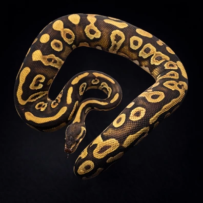 Confusion Mojave Vanilla 100% Het Clown