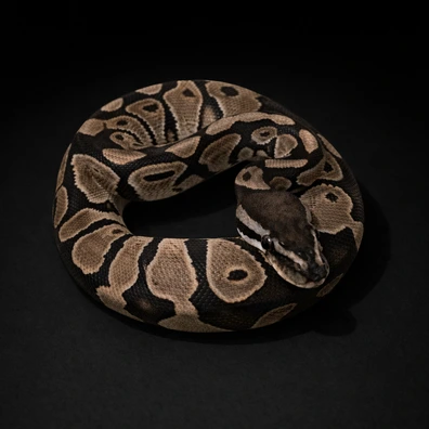 Vpi Axanthic 66% Het Clown