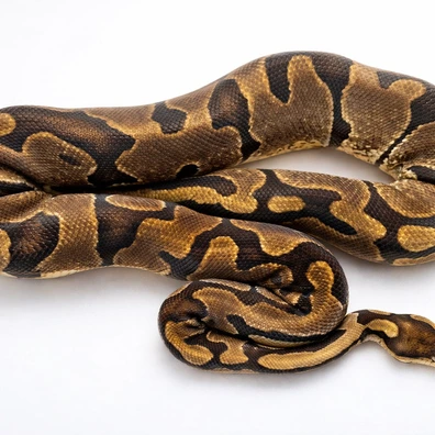 2.1 Including Alilac Pair 100% Het Monarch's