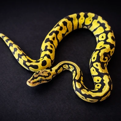 Vanilla Enchi 100% Het Clown 66% VPI Ball Python - female for sale from LDNExotics