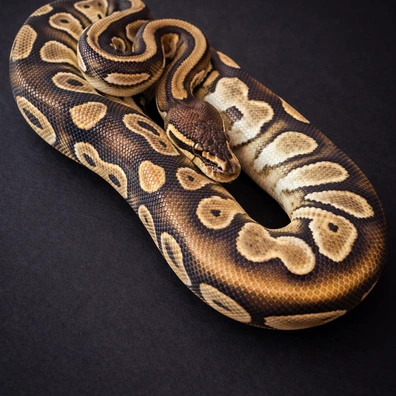 Mojave Vanilla OD 100% Het Pied Ball Python - female for sale from LDNExotics