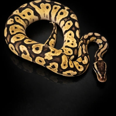 Pastel Fire 100% Het Puzzle 50% Het Hypo Ball Python - male for sale from LDNExotics