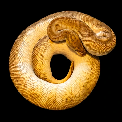 Proven - Hurricane Lesser Clown Ball Python - male for sale from LDNExotics