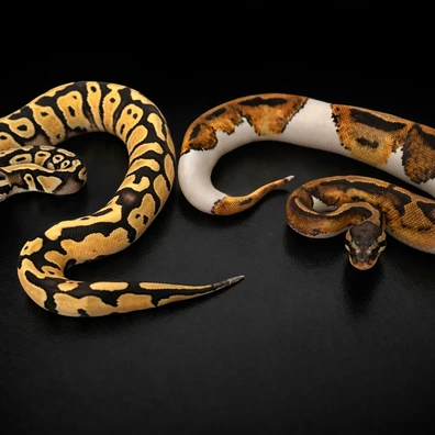 1-1 Pair Superfly DG Het Pied (F) / Pied Het DG (M) Ball Python - unknown for sale from LDNExotics