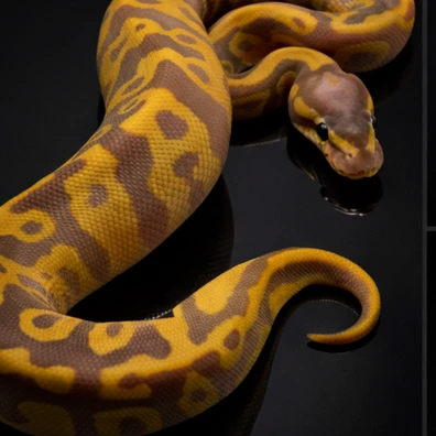 1-2 Pied Project Ball Python - unknown for sale from LDNExotics