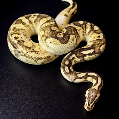 Pastel Fire Calico 66% Clown Ball Python - female for sale from LDNExotics