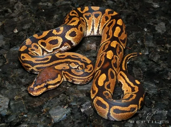 Typhoon #1 Ball Python by Bailey & Bailey Reptiles