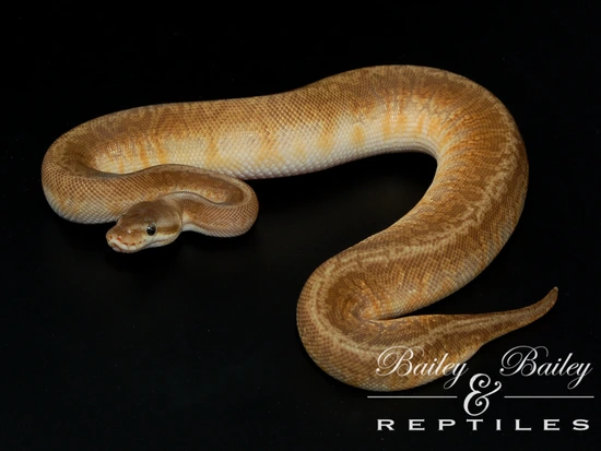 Pastel Hidden Gene Woma Sunset #2 Ball Python by Bailey & Bailey Reptiles