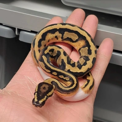 Ball Python Bundle