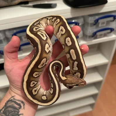 Bundle Offer! Hypo Clown Project