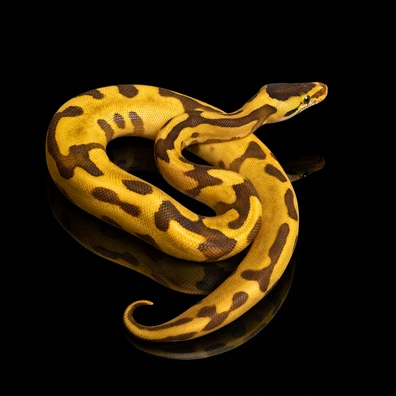 Ball Python Bundle Ball Python - unknown for sale from AGPythons