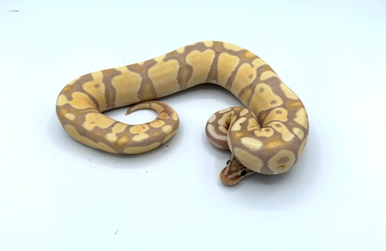 Pastel Banana Orange Dream Poss Yellow Belly 66% Het Puzzle Ball Python ...