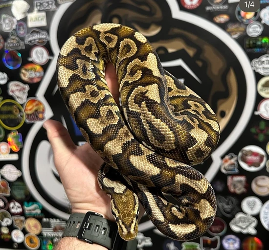 Pompeii Python Pompeii Het - Proven Breeder! Ball Python by Blue Line Morphs